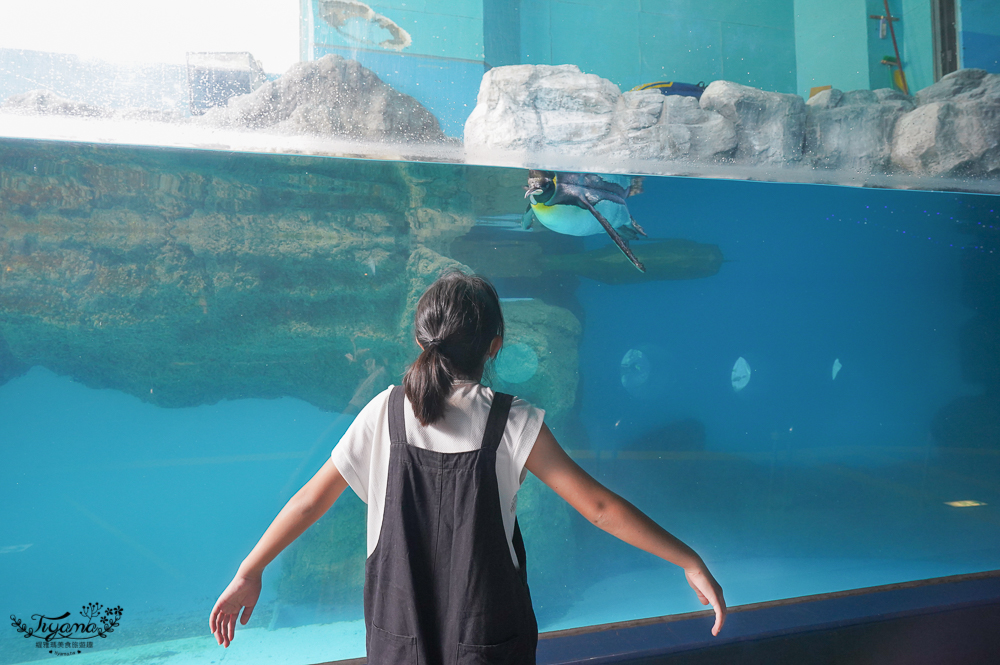 2024箱根景點｜箱根園水族館：日本最高的水族館，必看海豹表演秀！ @緹雅瑪 美食旅遊趣