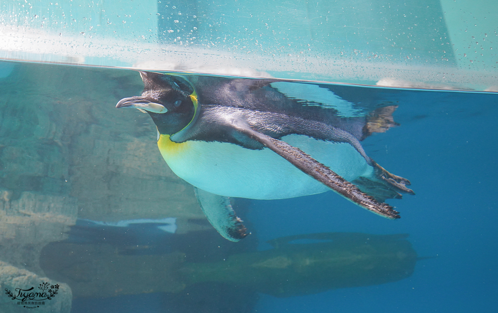 2024箱根景點｜箱根園水族館：日本最高的水族館，必看海豹表演秀！ @緹雅瑪 美食旅遊趣