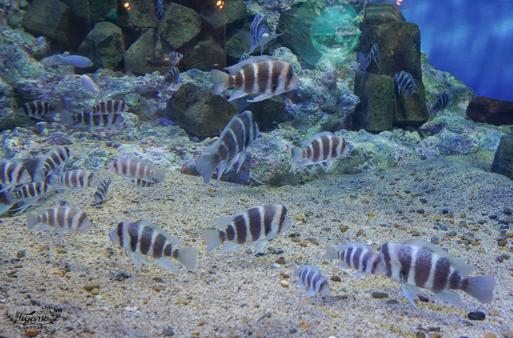 2024箱根景點｜箱根園水族館：日本最高的水族館，必看海豹表演秀！ @緹雅瑪 美食旅遊趣