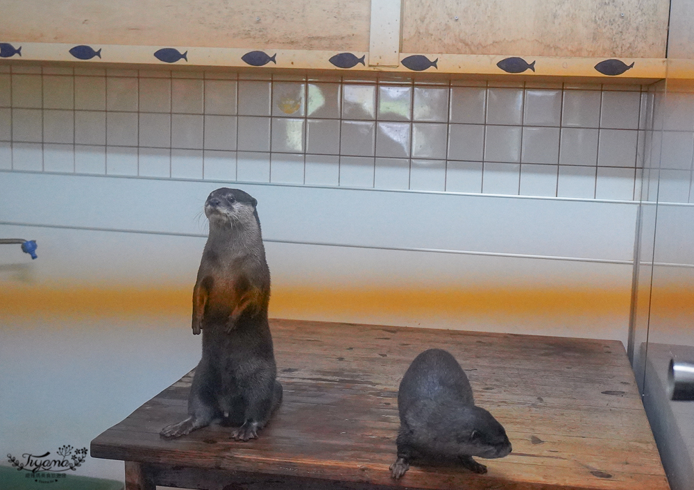 2024箱根景點｜箱根園水族館：日本最高的水族館，必看海豹表演秀！ @緹雅瑪 美食旅遊趣