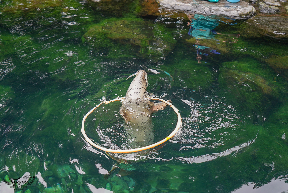 2024箱根景點｜箱根園水族館：日本最高的水族館，必看海豹表演秀！ @緹雅瑪 美食旅遊趣