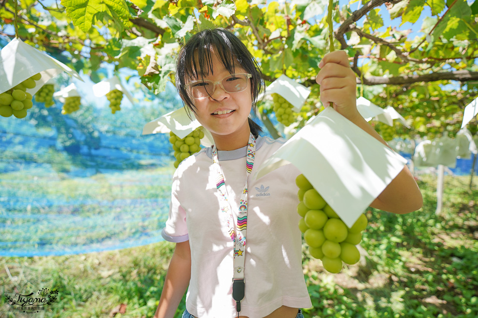 日本採麝香葡萄｜大一観光園：入園無料還免費請你吃晴王麝香葡萄，採水果產地價稱斤算比水果吃到飽便宜 @緹雅瑪 美食旅遊趣