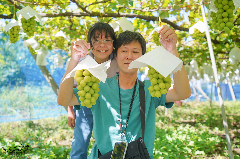 日本採麝香葡萄｜大一観光園：入園無料還免費請你吃晴王麝香葡萄，採水果產地價稱斤算比水果吃到飽便宜 @緹雅瑪 美食旅遊趣