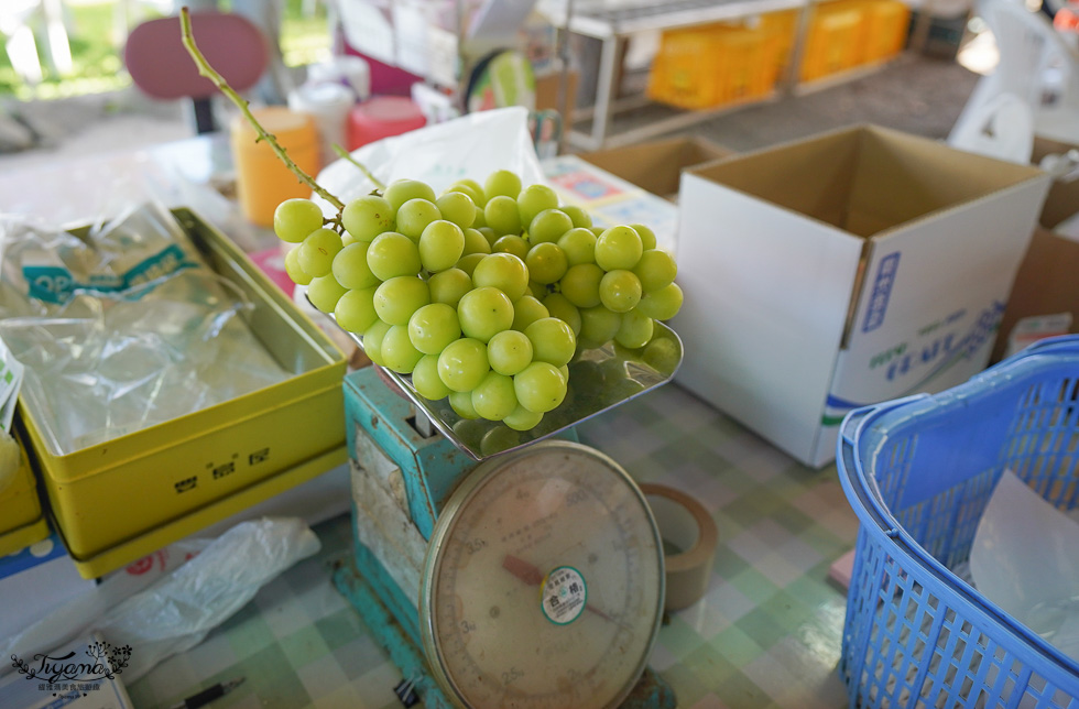 日本採麝香葡萄｜大一観光園：入園無料還免費請你吃晴王麝香葡萄，採水果產地價稱斤算比水果吃到飽便宜 @緹雅瑪 美食旅遊趣