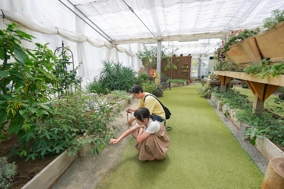 富士河口湖庭園｜ハーブ庭園 旅日記｜光和雲展望台：無料花園＆香草溫室，富士山甲板光和雲展望台 @緹雅瑪 美食旅遊趣