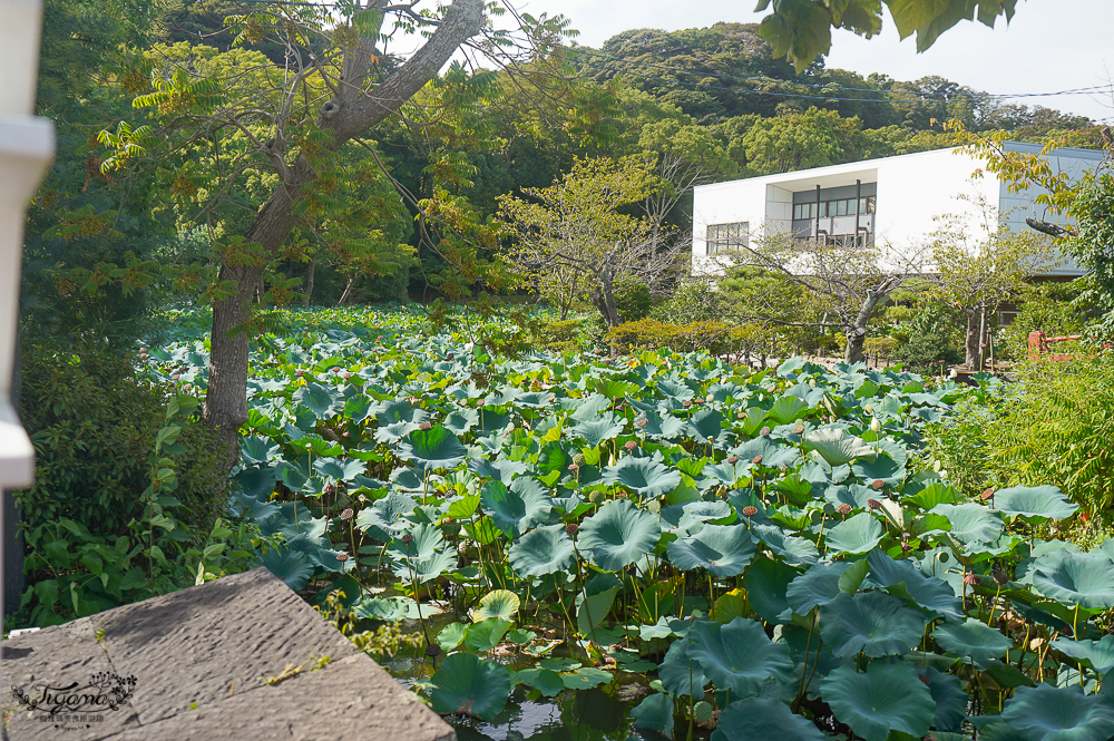 日本鎌倉 鶴岡八幡宮，鎌倉米其林景點，自祓所淨化身心 @緹雅瑪 美食旅遊趣