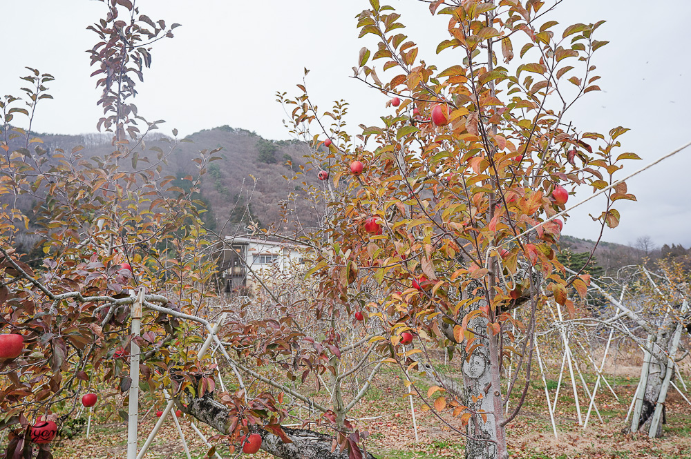 群馬沼田「金子りんご園」產地直銷，沼田優質蘋果園 @緹雅瑪 美食旅遊趣