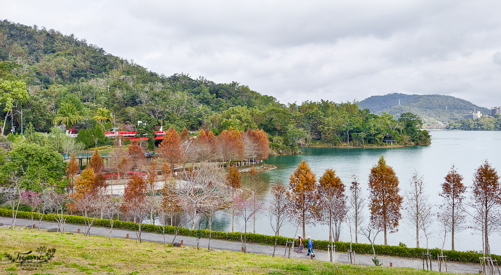 南投日月潭景點。向山落羽松｜向山懸臂式觀景台，日月潭自行車遊湖之旅 @緹雅瑪 美食旅遊趣