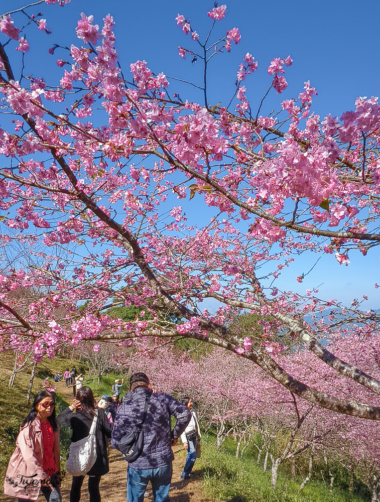 高雄賞櫻｜寶山二集團櫻花公園，開滿整片河津櫻的櫻花山坡公園，免費入園賞櫻 @緹雅瑪 美食旅遊趣