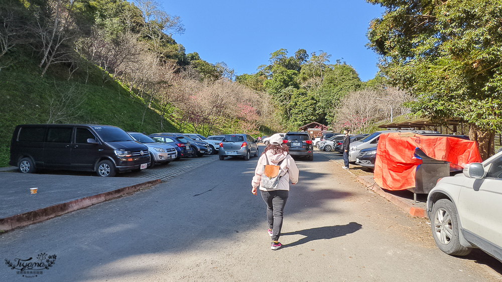 高雄賞櫻｜寶山二集團櫻花公園，開滿整片河津櫻的櫻花山坡公園，免費入園賞櫻 @緹雅瑪 美食旅遊趣