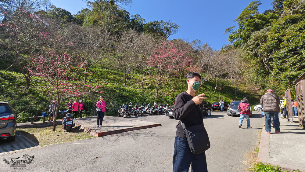 高雄賞櫻｜寶山二集團櫻花公園，開滿整片河津櫻的櫻花山坡公園，免費入園賞櫻 @緹雅瑪 美食旅遊趣