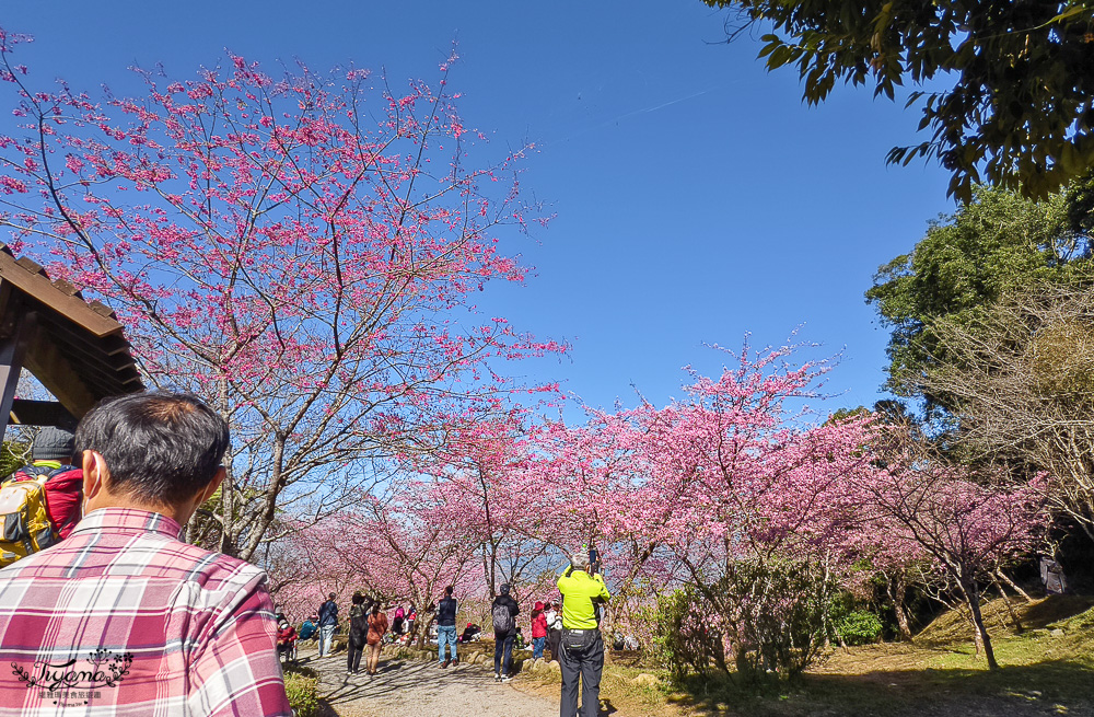 高雄賞櫻｜寶山二集團櫻花公園，開滿整片河津櫻的櫻花山坡公園，免費入園賞櫻 @緹雅瑪 美食旅遊趣