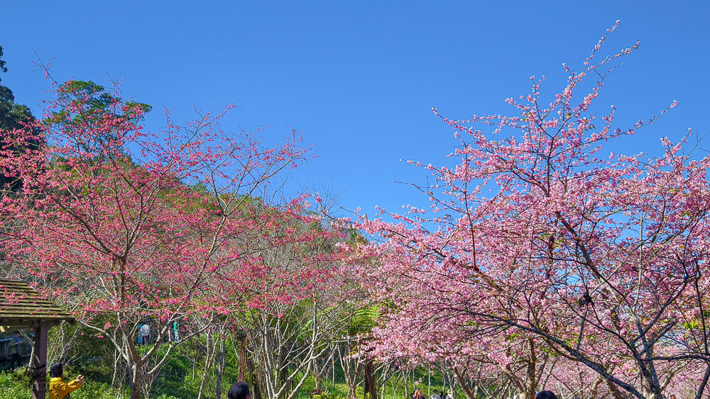 高雄賞櫻｜寶山二集團櫻花公園，開滿整片河津櫻的櫻花山坡公園，免費入園賞櫻 @緹雅瑪 美食旅遊趣