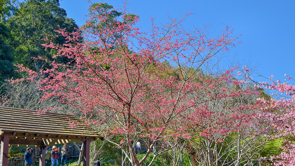 高雄賞櫻｜寶山二集團櫻花公園，開滿整片河津櫻的櫻花山坡公園，免費入園賞櫻 @緹雅瑪 美食旅遊趣