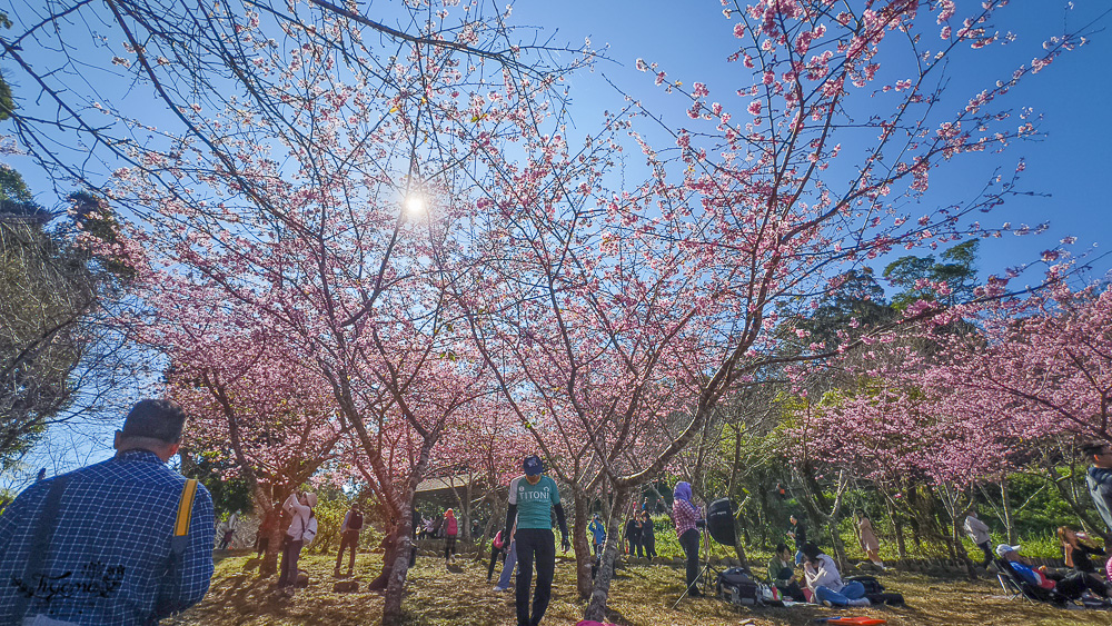 高雄賞櫻｜寶山二集團櫻花公園，開滿整片河津櫻的櫻花山坡公園，免費入園賞櫻 @緹雅瑪 美食旅遊趣