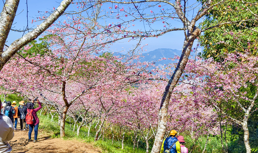 高雄賞櫻｜寶山二集團櫻花公園，開滿整片河津櫻的櫻花山坡公園，免費入園賞櫻 @緹雅瑪 美食旅遊趣