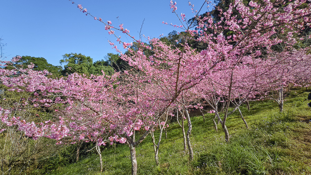 高雄賞櫻｜寶山二集團櫻花公園，開滿整片河津櫻的櫻花山坡公園，免費入園賞櫻 @緹雅瑪 美食旅遊趣