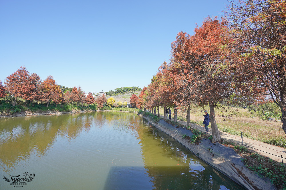 嘉義景點｜迷霧松境 落羽松秘境：免門票秘境落羽松景點，水上白色小屋 @緹雅瑪 美食旅遊趣