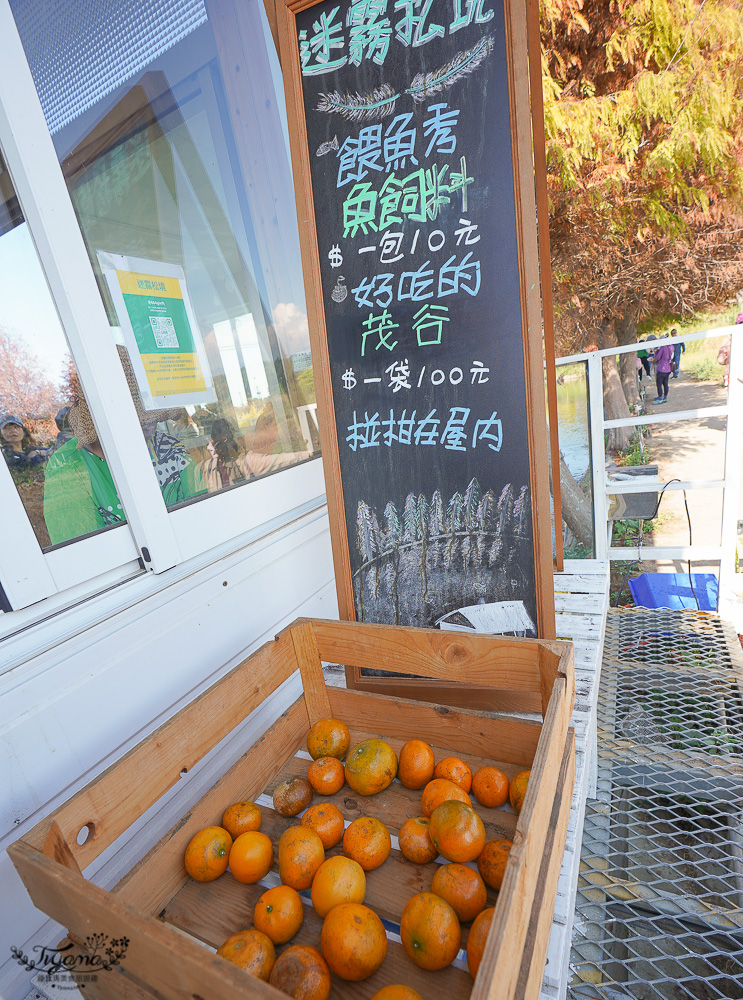 嘉義景點｜迷霧松境 落羽松秘境：免門票秘境落羽松景點，水上白色小屋 @緹雅瑪 美食旅遊趣