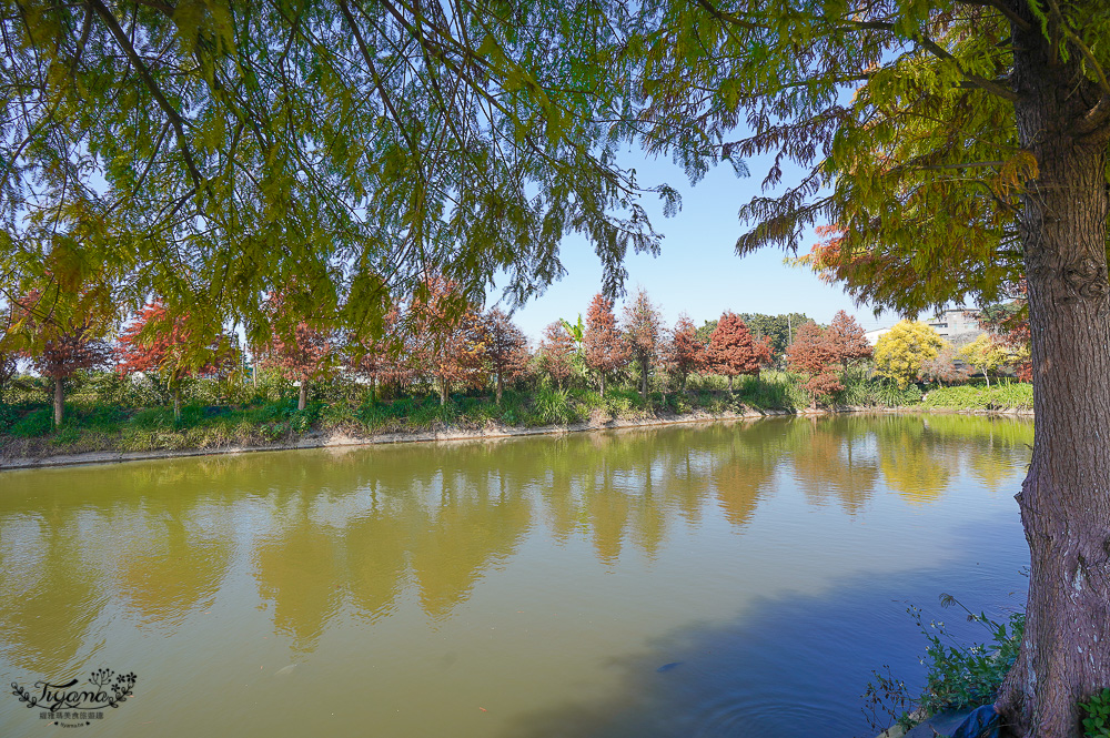 嘉義景點｜迷霧松境 落羽松秘境：免門票秘境落羽松景點，水上白色小屋 @緹雅瑪 美食旅遊趣