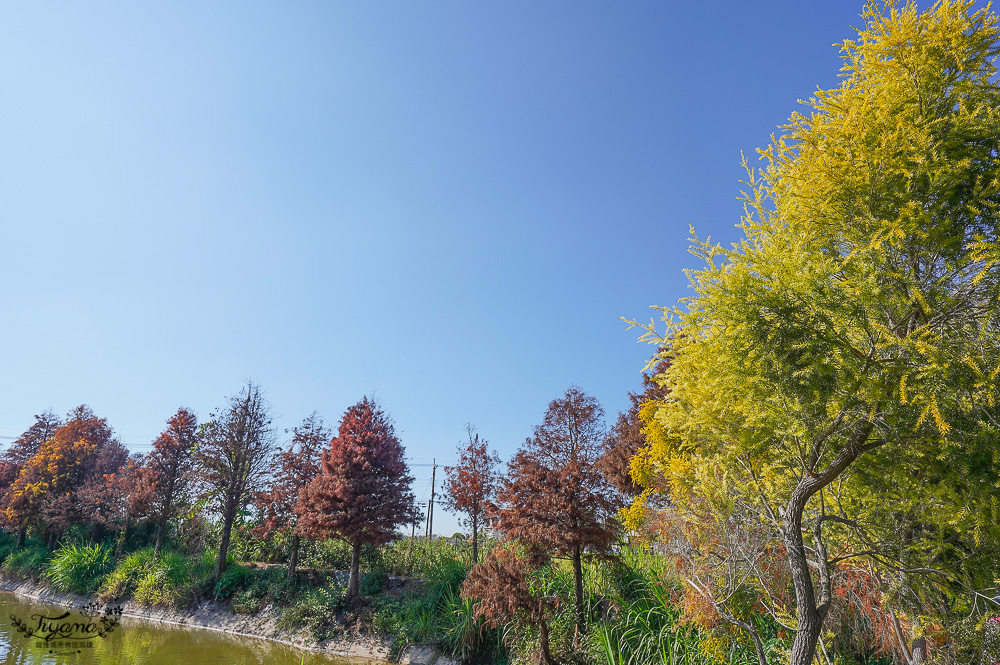 嘉義景點｜迷霧松境 落羽松秘境：免門票秘境落羽松景點，水上白色小屋 @緹雅瑪 美食旅遊趣