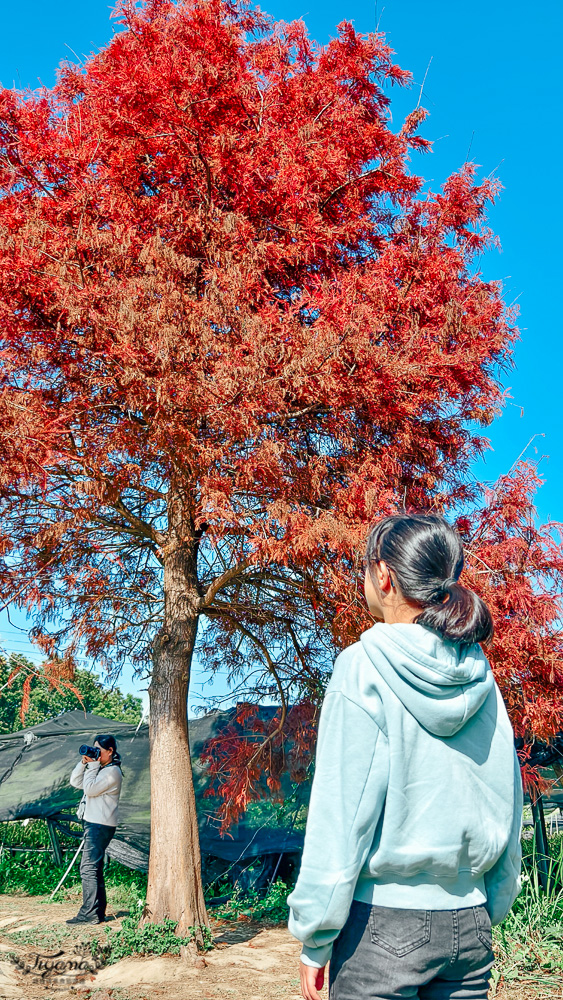 嘉義景點｜迷霧松境 落羽松秘境：免門票秘境落羽松景點，水上白色小屋 @緹雅瑪 美食旅遊趣