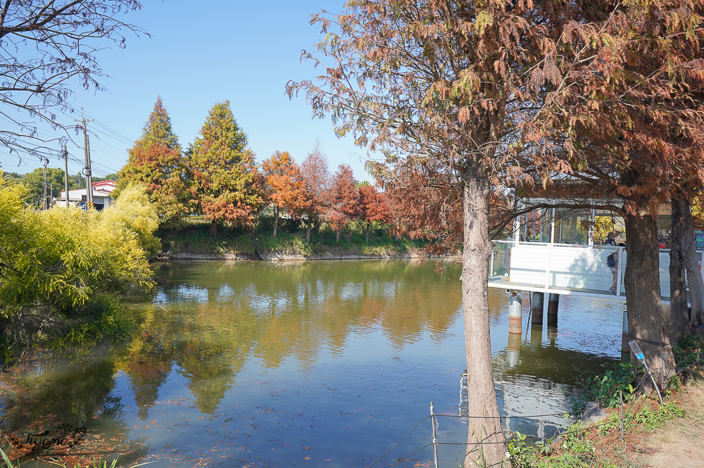 嘉義景點｜迷霧松境 落羽松秘境：免門票秘境落羽松景點，水上白色小屋 @緹雅瑪 美食旅遊趣