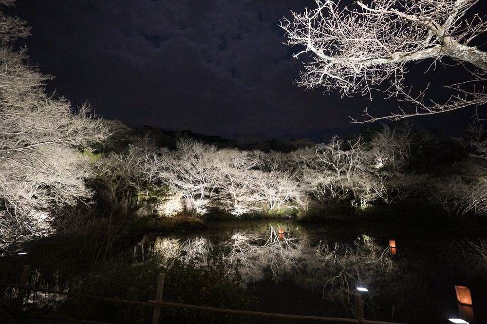 九州佐賀一日遊｜御船山樂園櫻花祭、祐徳稲荷神社、鳥栖PREMIUM OUTLETS、嬉野溫泉 @緹雅瑪 美食旅遊趣