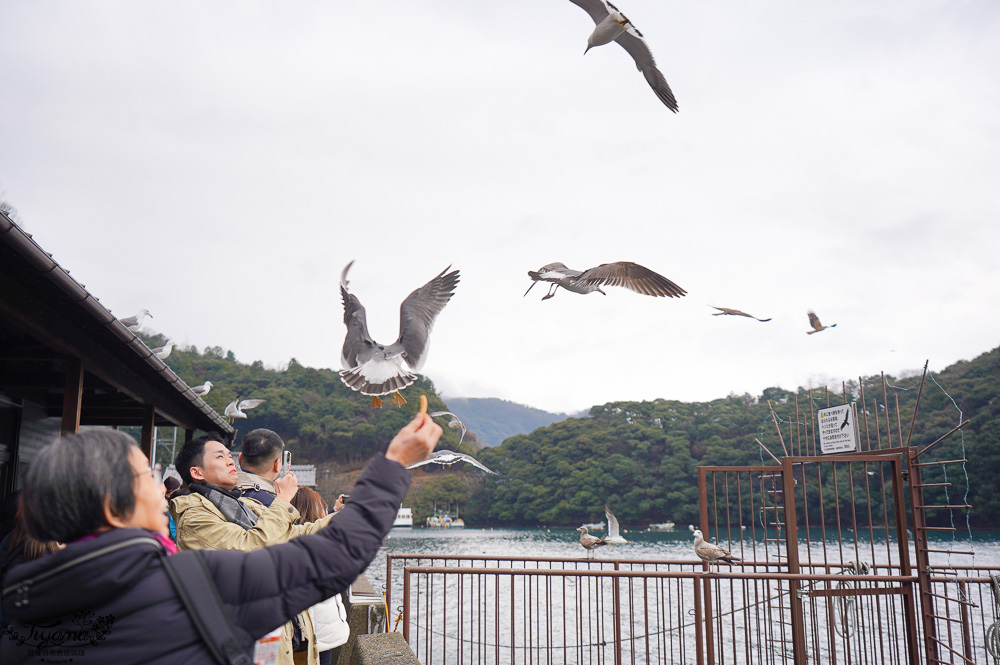 京都觀光船．伊根灣賞景觀光船，人氣海之京都景點「伊根灣古老舟屋」餵海鷗行程 @緹雅瑪 美食旅遊趣