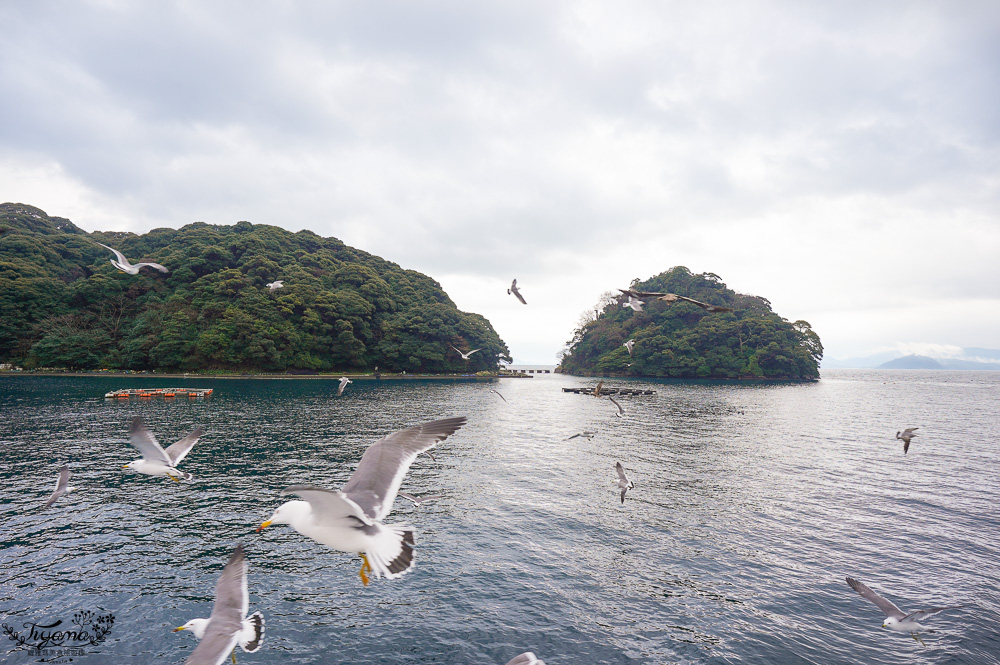 京都觀光船．伊根灣賞景觀光船，人氣海之京都景點「伊根灣古老舟屋」餵海鷗行程 @緹雅瑪 美食旅遊趣