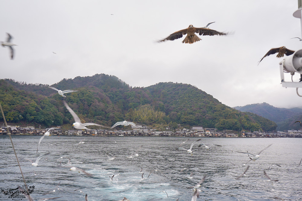 京都觀光船．伊根灣賞景觀光船，人氣海之京都景點「伊根灣古老舟屋」餵海鷗行程 @緹雅瑪 美食旅遊趣