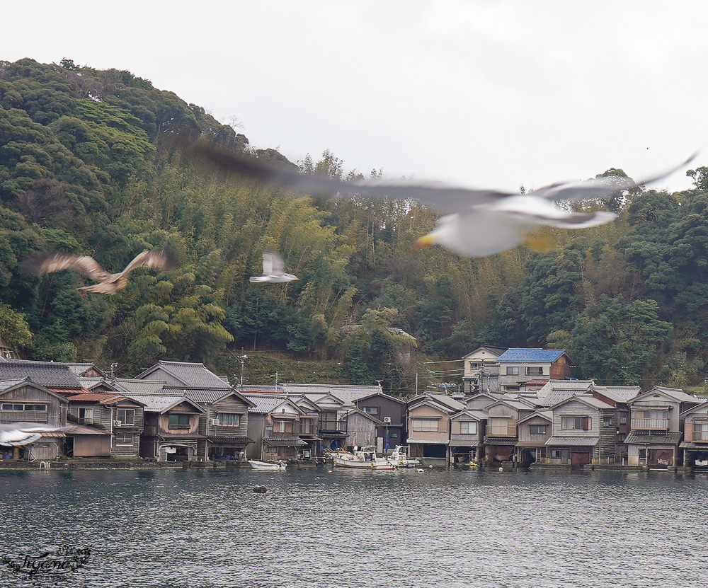 京都觀光船．伊根灣賞景觀光船，人氣海之京都景點「伊根灣古老舟屋」餵海鷗行程 @緹雅瑪 美食旅遊趣