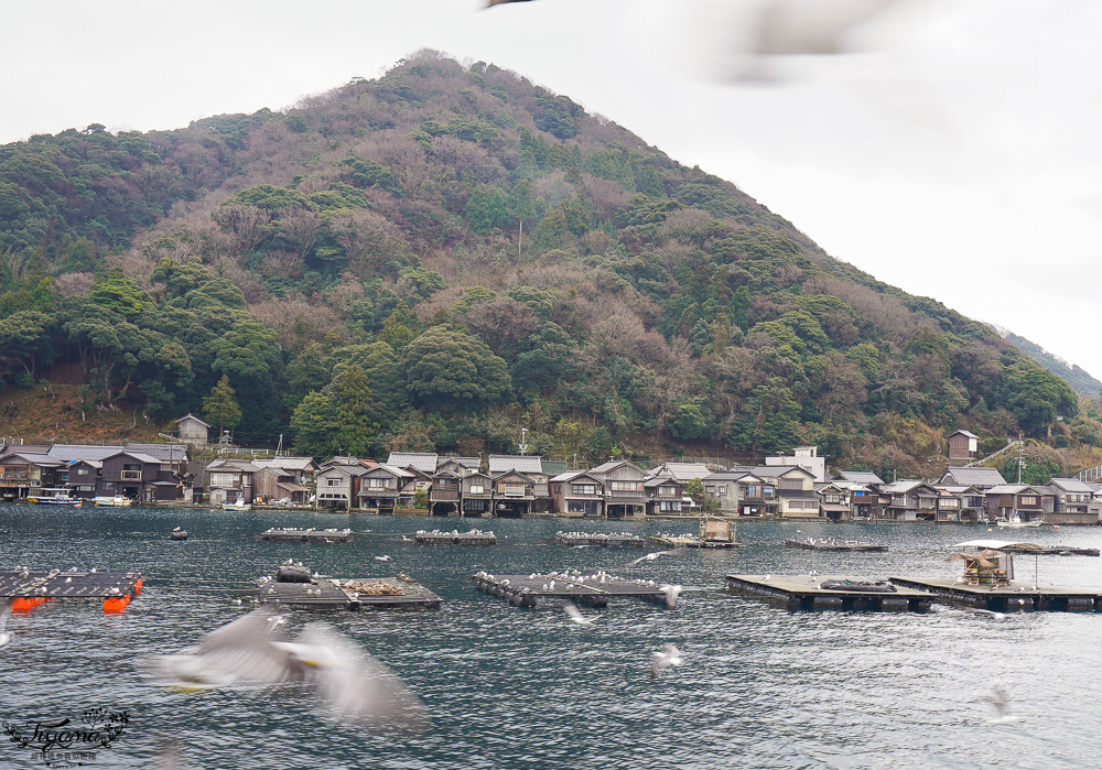 京都觀光船．伊根灣賞景觀光船，人氣海之京都景點「伊根灣古老舟屋」餵海鷗行程 @緹雅瑪 美食旅遊趣