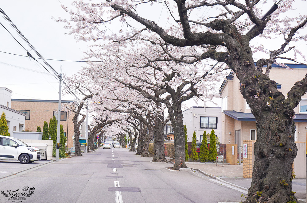 北海道賞櫻｜函館櫻花隧道秘境。櫻丘通：途中必訪「神戸こむぎ館」手工麵包新鮮出爐 @緹雅瑪 美食旅遊趣