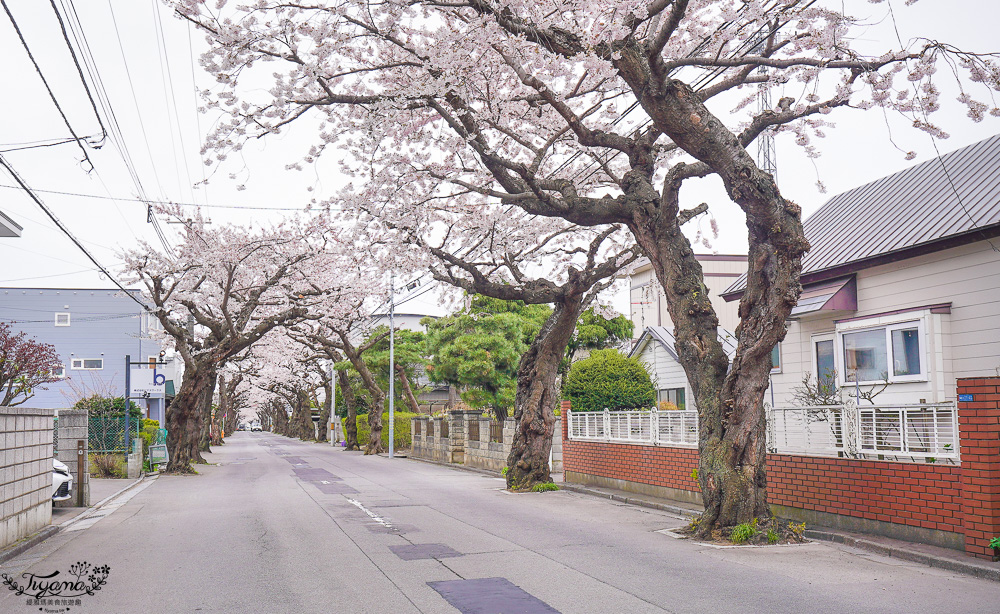 北海道賞櫻｜函館櫻花隧道秘境。櫻丘通：途中必訪「神戸こむぎ館」手工麵包新鮮出爐 @緹雅瑪 美食旅遊趣