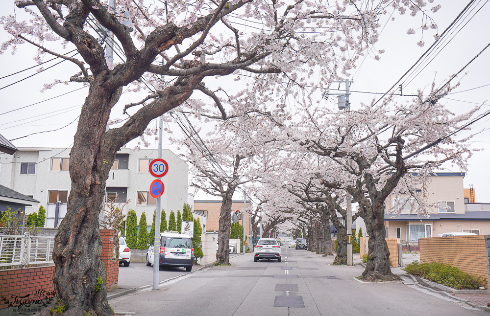 北海道賞櫻｜函館櫻花隧道秘境。櫻丘通：途中必訪「神戸こむぎ館」手工麵包新鮮出爐 @緹雅瑪 美食旅遊趣