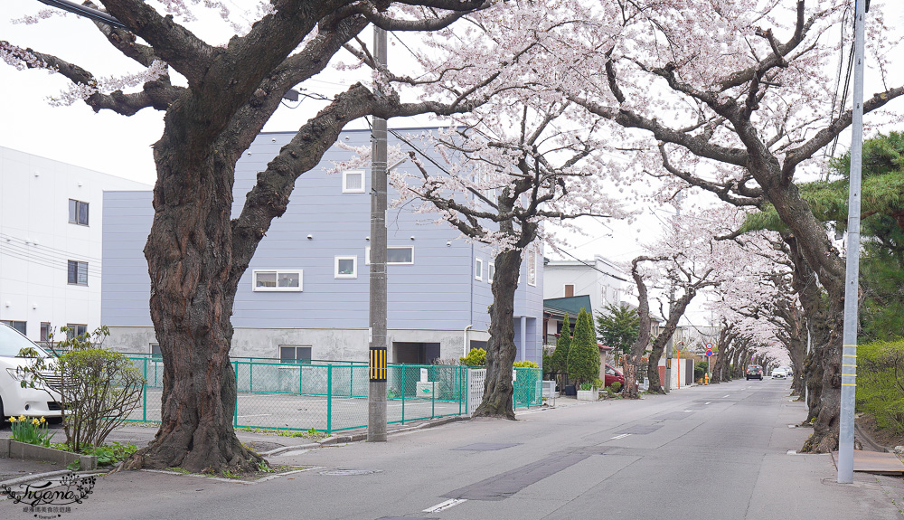 北海道賞櫻｜函館櫻花隧道秘境。櫻丘通：途中必訪「神戸こむぎ館」手工麵包新鮮出爐 @緹雅瑪 美食旅遊趣