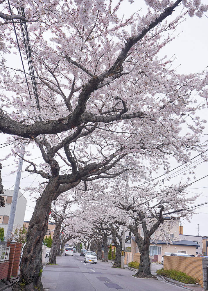 北海道賞櫻｜函館櫻花隧道秘境。櫻丘通：途中必訪「神戸こむぎ館」手工麵包新鮮出爐 @緹雅瑪 美食旅遊趣