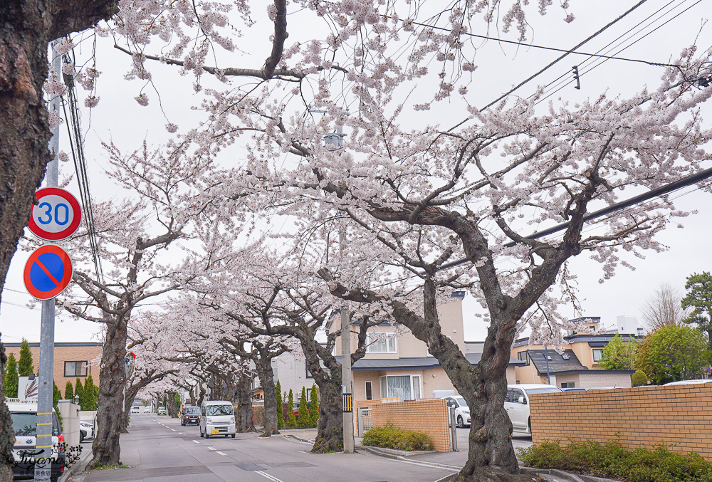 北海道賞櫻｜函館櫻花隧道秘境。櫻丘通：途中必訪「神戸こむぎ館」手工麵包新鮮出爐 @緹雅瑪 美食旅遊趣