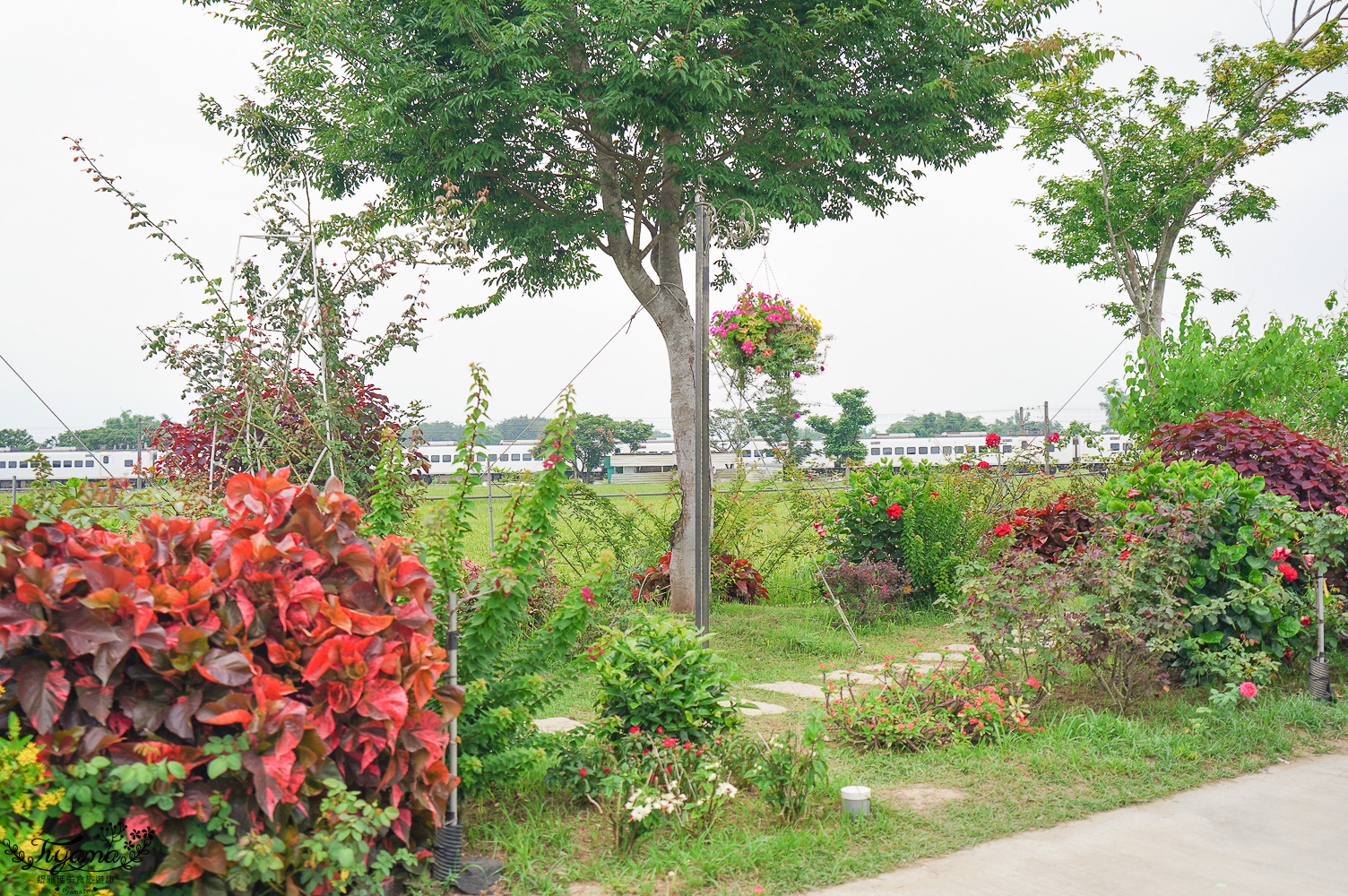 台南新景點．雅聞湖濱療癒森林：小人國歐式玫瑰花園，免門票中！！ @緹雅瑪 美食旅遊趣