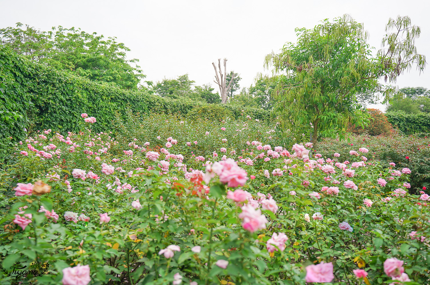 台南新景點．雅聞湖濱療癒森林：小人國歐式玫瑰花園，免門票中！！ @緹雅瑪 美食旅遊趣