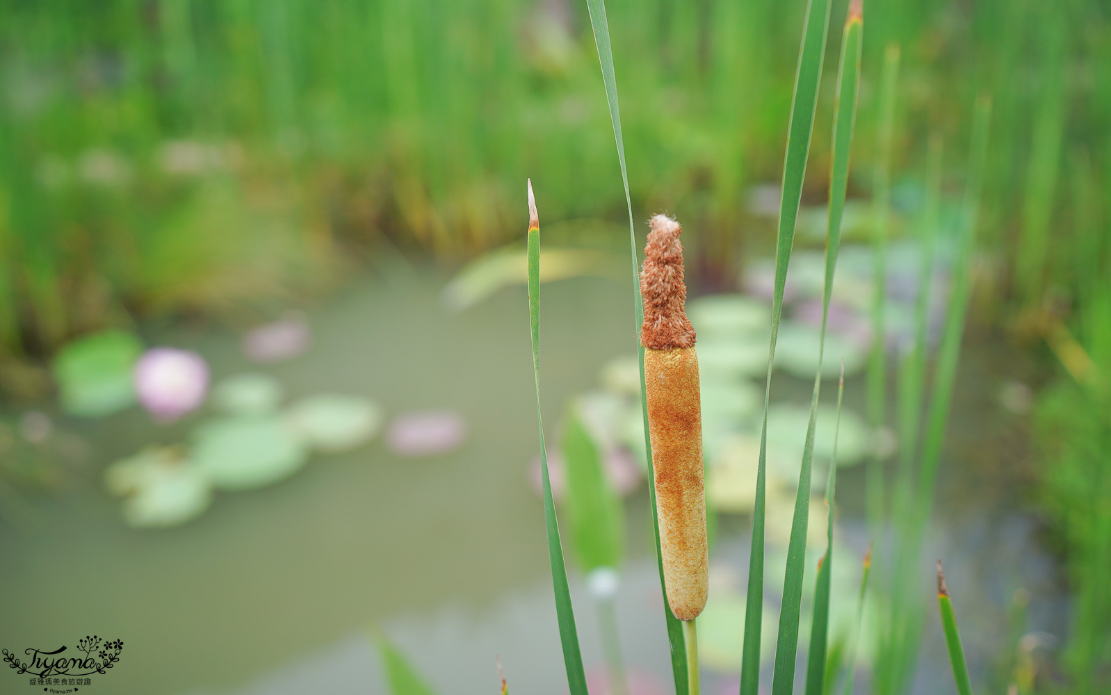 台南新景點．雅聞湖濱療癒森林：小人國歐式玫瑰花園，免門票中！！ @緹雅瑪 美食旅遊趣