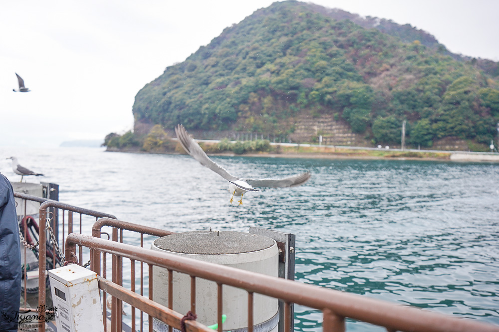 京都觀光船．伊根灣賞景觀光船，人氣海之京都景點「伊根灣古老舟屋」餵海鷗行程 @緹雅瑪 美食旅遊趣