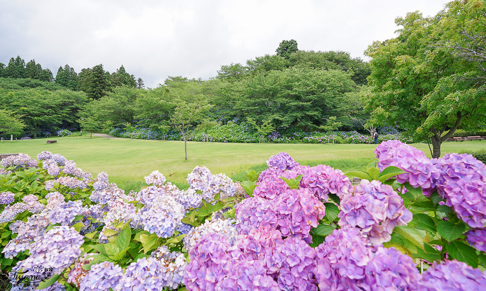 福島繡球花秘境「龜城公園」開滿山坡的美麗紫陽花，兒童遊戲設施.戲水池 @緹雅瑪 美食旅遊趣