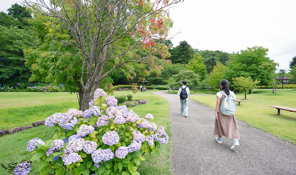 福島繡球花秘境「龜城公園」開滿山坡的美麗紫陽花，兒童遊戲設施.戲水池 @緹雅瑪 美食旅遊趣