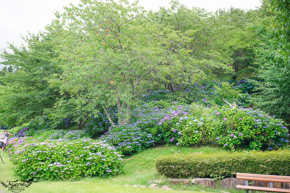 福島繡球花秘境「龜城公園」開滿山坡的美麗紫陽花，兒童遊戲設施.戲水池 @緹雅瑪 美食旅遊趣