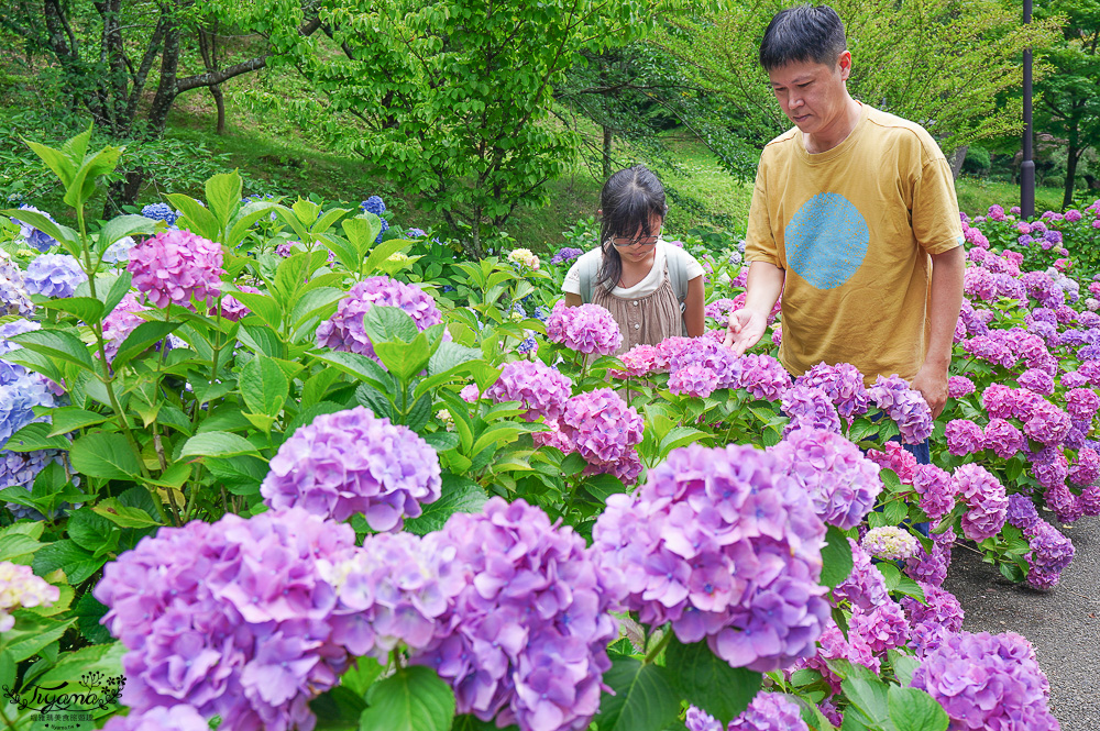 福島繡球花秘境「龜城公園」開滿山坡的美麗紫陽花，兒童遊戲設施.戲水池 @緹雅瑪 美食旅遊趣