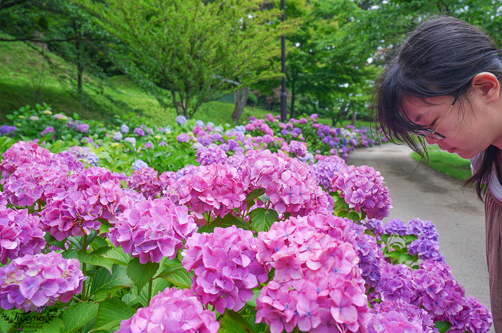 福島繡球花秘境「龜城公園」開滿山坡的美麗紫陽花，兒童遊戲設施.戲水池 @緹雅瑪 美食旅遊趣