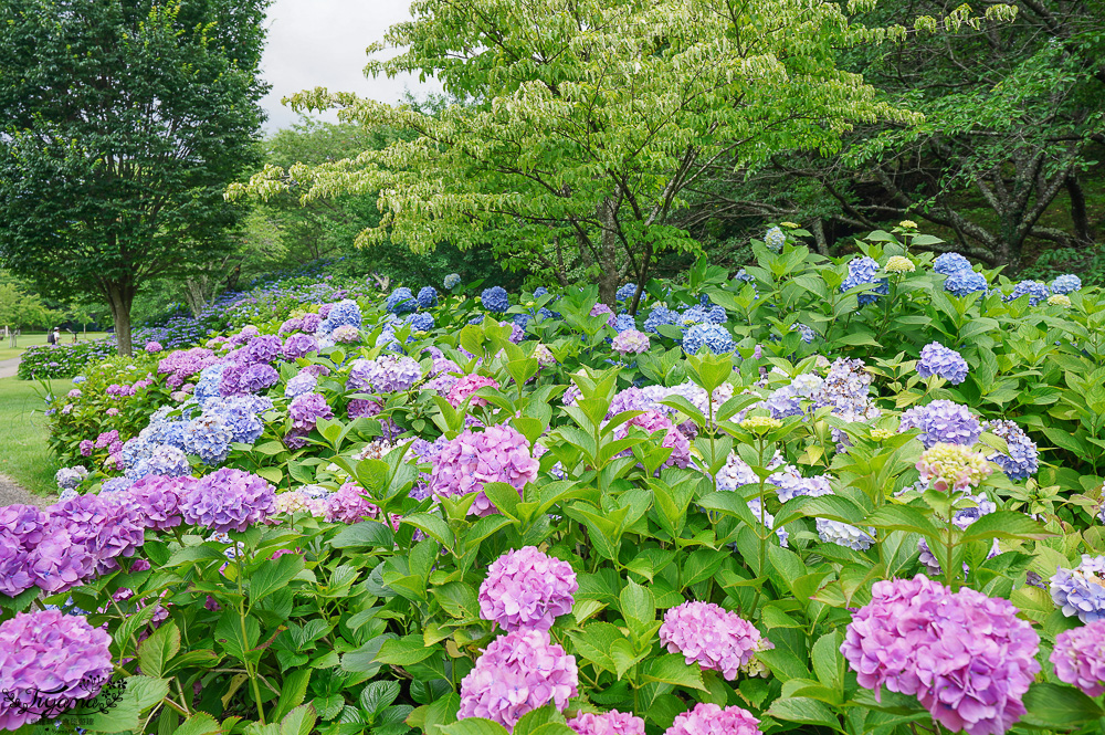 福島繡球花秘境「龜城公園」開滿山坡的美麗紫陽花，兒童遊戲設施.戲水池 @緹雅瑪 美食旅遊趣