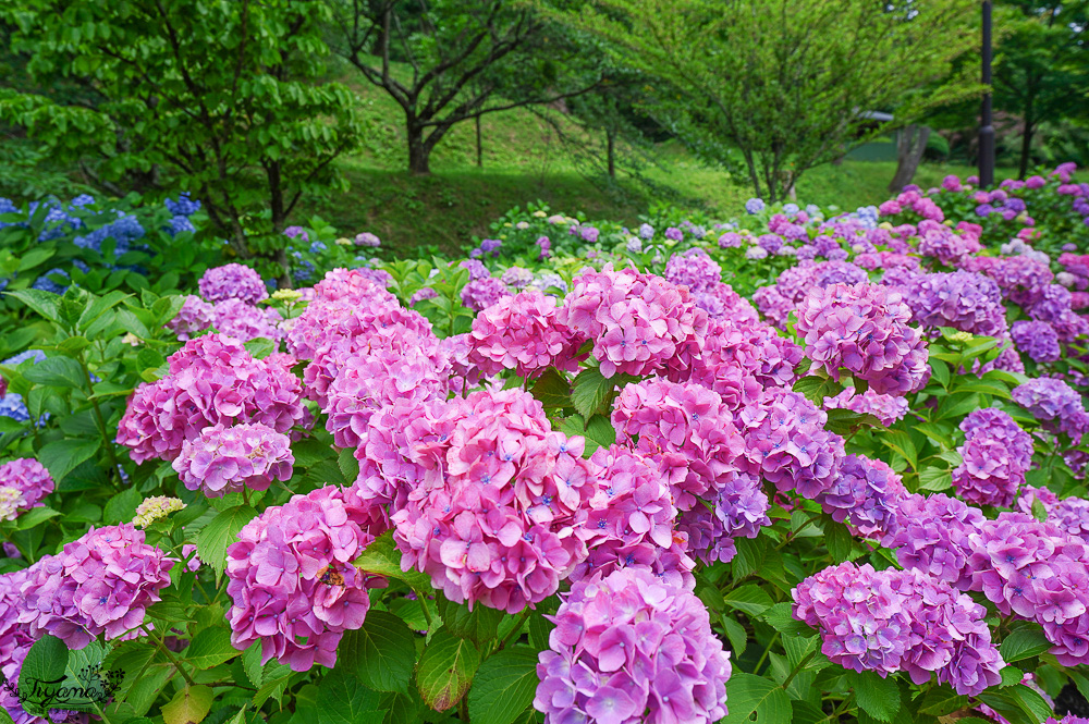 福島繡球花秘境「龜城公園」開滿山坡的美麗紫陽花，兒童遊戲設施.戲水池 @緹雅瑪 美食旅遊趣